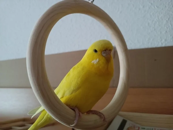 Wellensittich-Bild: Chloe macht Mal eine kurze Pause..