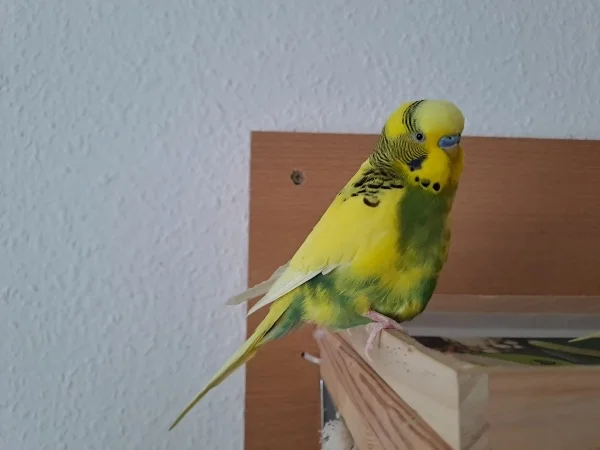 Wellensittich-Bild: Peppi ist heute 8 Jahre bei mir. Er ist noch mobil und versucht so gut er kann alles mitzumachen. Die zwei kleinen (Chloe und Homer) tun ihn beschäftigen! Er ist auch mal sehr gerne nur für sich allein..