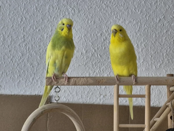 Wellensittich-Bild: 7 Jahre ist Hope heute bei mir! :)