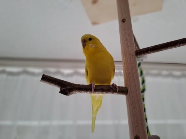 Wellensittich-Bild: Heute 9 Monate alt! Verspielt und aufgeweckt. 
