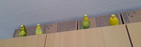 Wellensittich-Bild: Peppi, Hope, Homer und Chloe gemeinsam auf ein Bild und in richtiger Reihenfolge :)