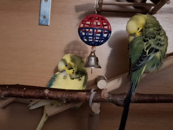Wellensittich-Bild: Auch Peppi und Homer machen schon ihr Schläfchen (16:56 Uhr). Sie Träumen vom Sommer. :)