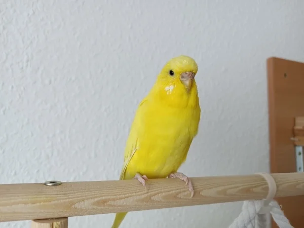 Wellensittich-Bild: Chloe und ihre drei Freunde sind alle in der Mauser..