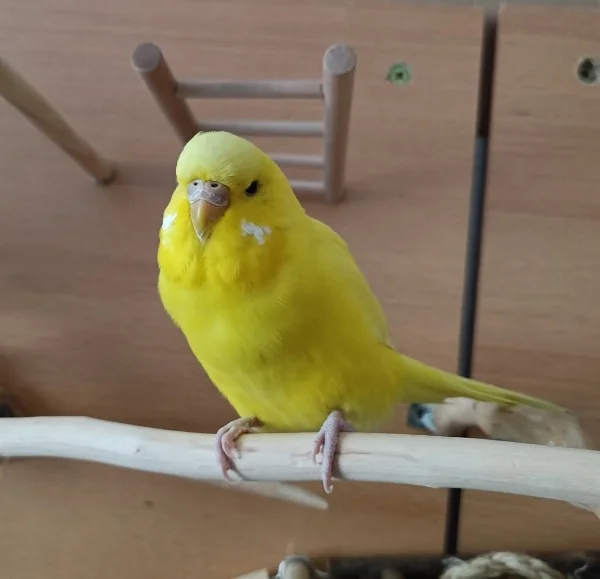 Wellensittich-Bild: Chloe ist jetzt 4 Monate bei uns. Nun stellt sich die oben gestellte Frage.. Ich bin mir aber sicher, dass es eine Henne ist!