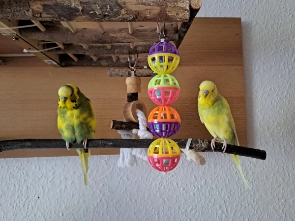 Wellensittich-Bild: Beide beim gemeinsamen schnattern..