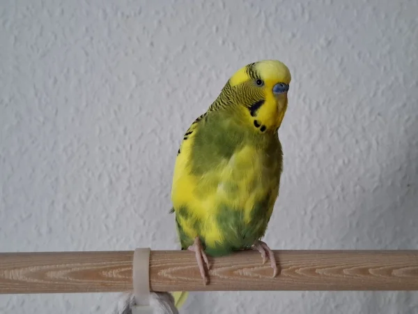 Wellensittich-Bild: Auch Peppi muss sich mal kurz ausruhen... Gleich gehts weiter.  ;)