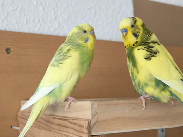 Wellensittich-Bild: Hope (links) ist heute seit 6 Jahre bei uns. Hope und Peppi sind seitdem beste Freunde... Hope habe ich damals in einer Zoohandlung gekauft. Alles gute Kleiner!