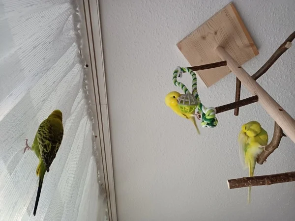 Wellensittich-Bild: für Homer, Chloe und Hope.. Und das war erst der Anfang ????