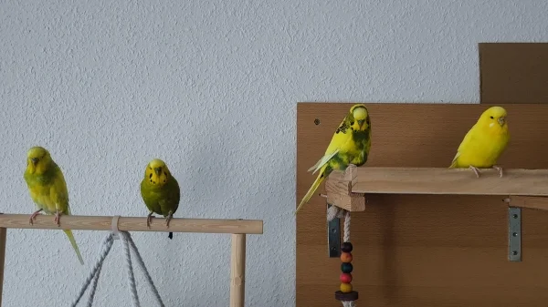 Wellensittich-Bild: Schwierig, alle vier auf ein Bild zu bekommen. :) :)