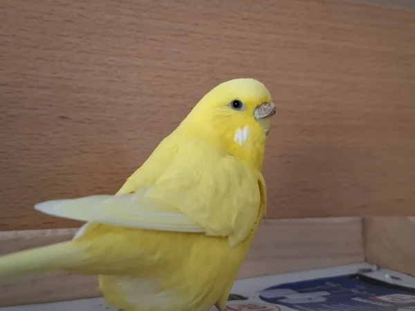 Wellensittich-Bild: Heute vor zwei Jahren ist Chloe bei uns eingezogen. Sie war damals knapp 7 Wochen alt...