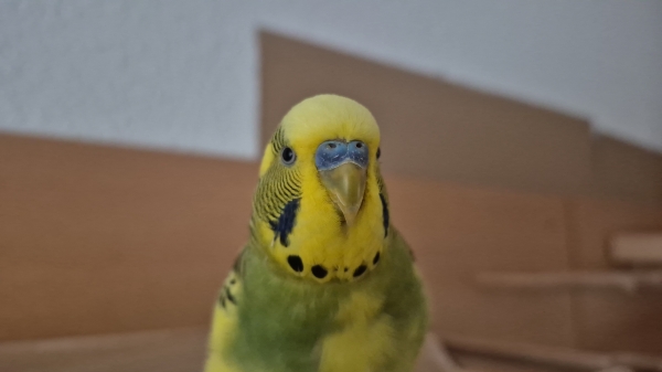 Portrait von Peppi