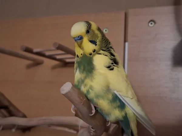 Wellensittich-Bild: Ein seltenes Foto von Peppi, da er sonst immer in Bewegung ist. 