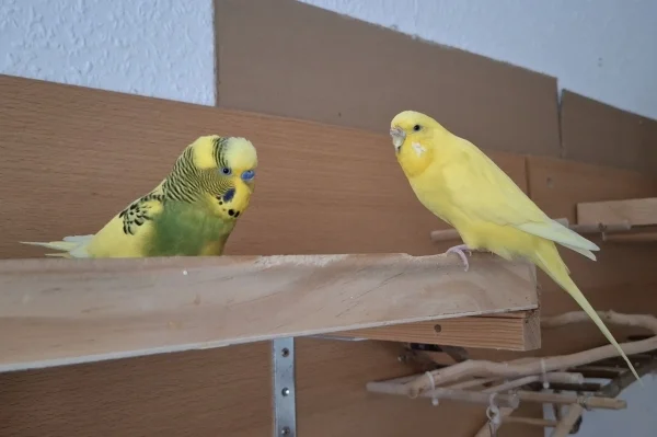 Wellensittich-Bild: Chloe (r) hat heute ihr zwei jähriges Jubiläum! Und Peppi Feiert mit...
