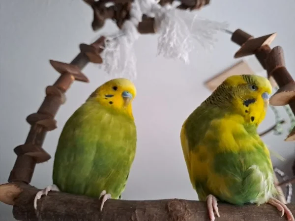 Wellensittich-Bild: Obwohl der Altersunterschied bei 7 Jahren liegt [Peppi rechts im Bild ist 8 Jahre und Homer 1 Jahr alt]. Sind beide sehr gute Freunde!! Nur wenn es ums Futtern geht, da gibt es manchmal Streit ????