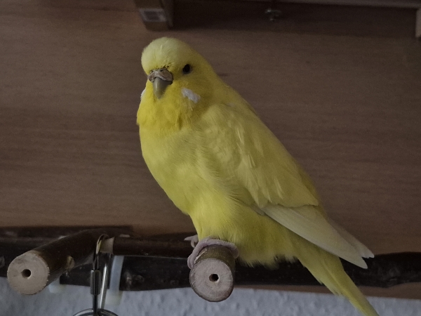 Chloes Jubiläum
