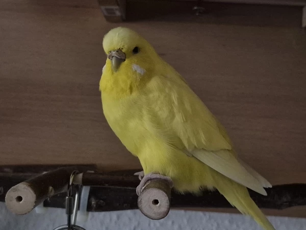 Wellensittich-Bild: Chloe ist seit heute 3 Jahren bei uns... :)