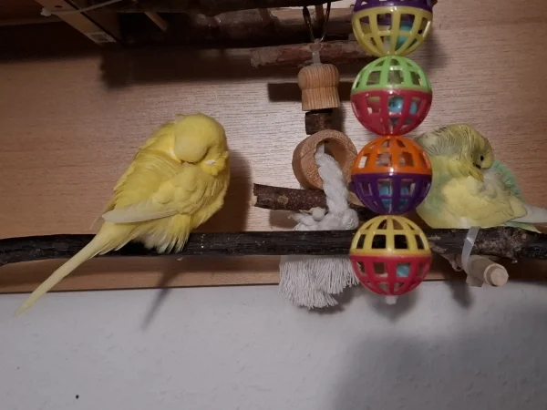 Wellensittich-Bild: Die zwei kleinen mögen diese Jahreszeit überhaupt nicht! Es ist 16:54 Uhr und die kleinen machen schon ihr Schläfchen...