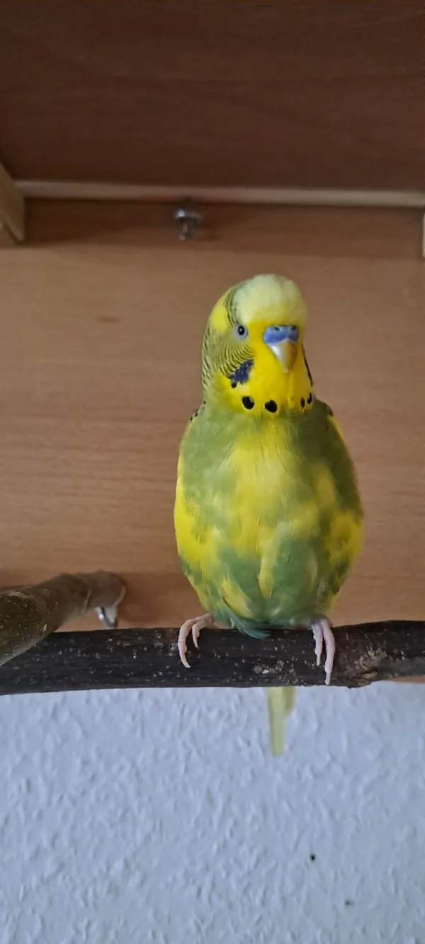 Wellensittich-Bild: Peppi ist mit seinen 8 Jahren immer noch sehr mobil!