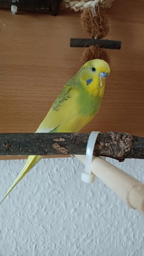 Wellensittich-Bild: ..
