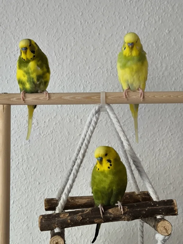 Wellensittich-Bild: Peppi, Hope und Homer beim kurzen ausruhen... Gleich gehts weiter 