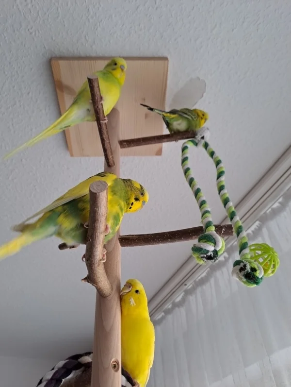 Wellensittich-Bild: Hier auf dem Kletterbaum fühlen sich die kleinen sehr wohl!! 