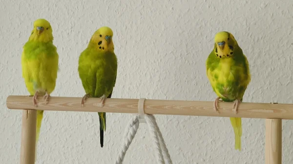 Wellensittich-Bild: Hope, Homer und Peppi bei ihrer täglichen Route... Fliegen, schnattern und herumalbern :)