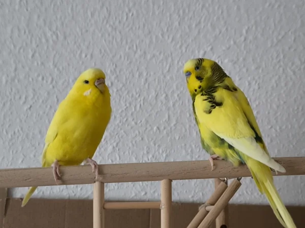 Wellensittich-Bild: Chloe und Peppi