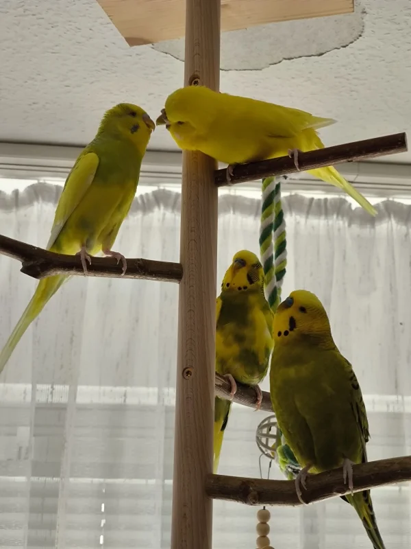 Wellensittich-Bild: Chloe spielt mit Hope. Peppi und Homer sind aufmerksam und wollen wissen was los ist...