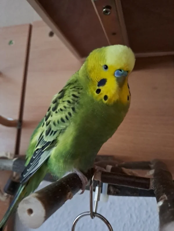 Wellensittich-Bild: Homer ist den ganzen Tag unterwegs! Neugierig und am schnattern :-)