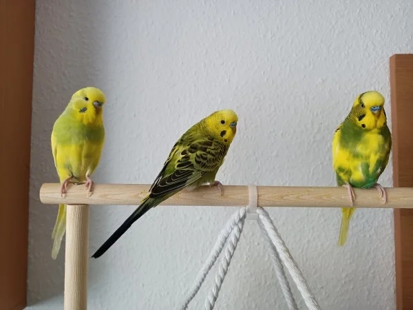 Wellensittich-Bild: Hope - Homer und Peppi