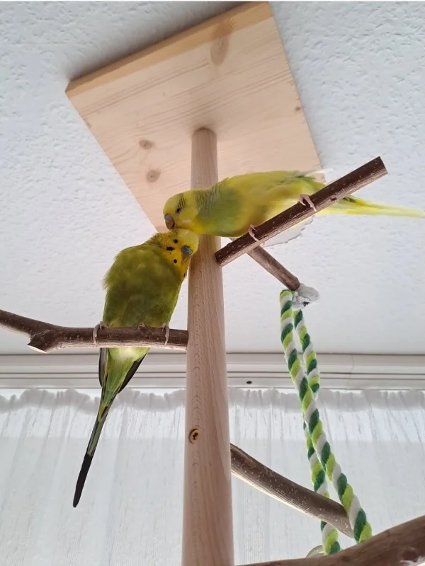 Wellensittich-Bild: Ein Herz und eine Seele!! Zwei Freunde fürs Leben.. :) :)