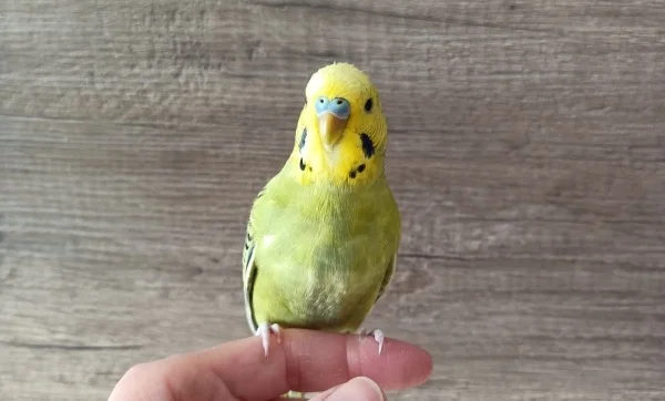 Wellensittich-Bild: verspielt, neugierig aber auch zutraulich!! Er beschäftigt Peppi und Hope den ganzen Tag..