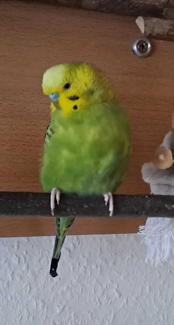 Wellensittich-Bild: Homer, heute ein Jahr alt, ruht sich mal eben aus :)