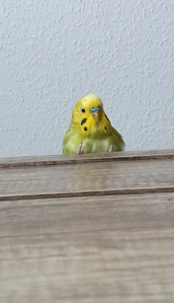 Wellensittich-Bild: ..oben auf dem Schrank!! Die anderen zwei werden beobachtet..