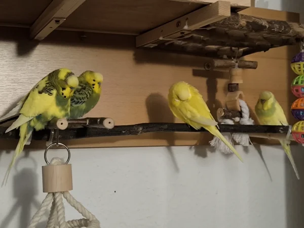 Wellensittich-Bild: Alle vier sind schon müde! Je kürzer der Tag umso müder sind die kleinen. :-) 