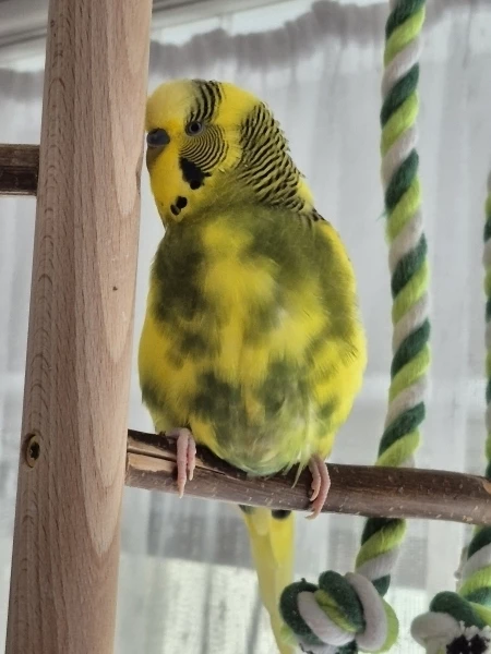 Wellensittich-Bild: Ab heute bin ich mit mein 10 Jahren Offiziell Senior... (Aber so wie er noch herum fliegt und Spaß hat, könnte man meinen er wäre erst 5 Jahre alt)