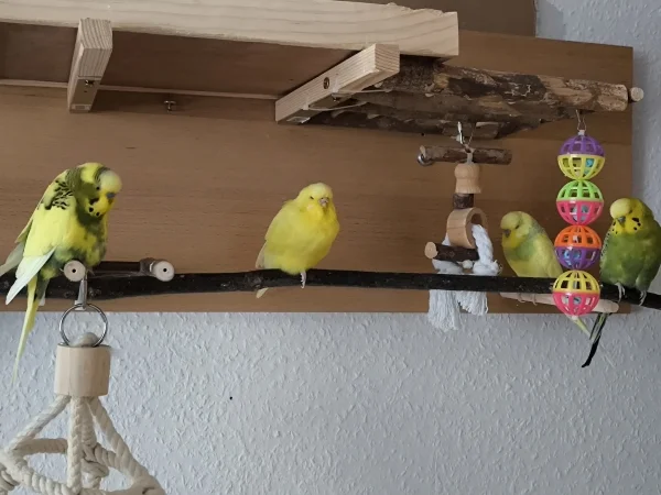 Wellensittich-Bild: Fast immer zur gleichen Zeit, halten die kleinen ihren Mittagsschlaf.