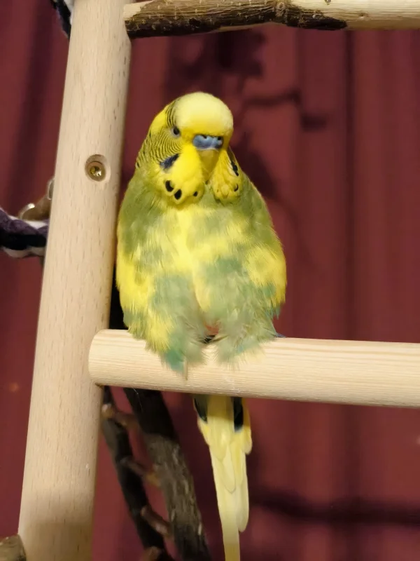 Wellensittich-Bild: Nach einem langen Tag kommen meine kleinen langsam zur Ruhe. Peppi hat es sich auf seinem Kletterbaum gemütlich gemacht. Seine Freunde sitzen weiter oben..