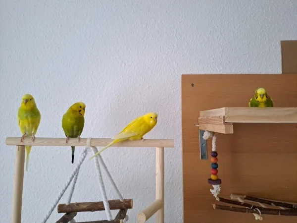Wellensittich-Bild: Hope, Homer, Chloe und Peppi bei einer kurzen Pause 
