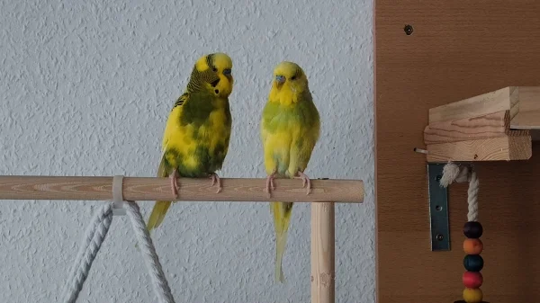 Wellensittich-Bild: Die letzten Nacht für uns war auch kurz, wenig Schlaf.. Jetzt ist alles wieder gut :) .. Sie konnten es heute morgen nicht abwarten wieder herum flattern zu dürfen. 