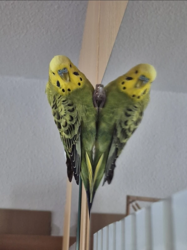 Wellensittich-Bild: ... Ich mache meine Stunts alle selbst!