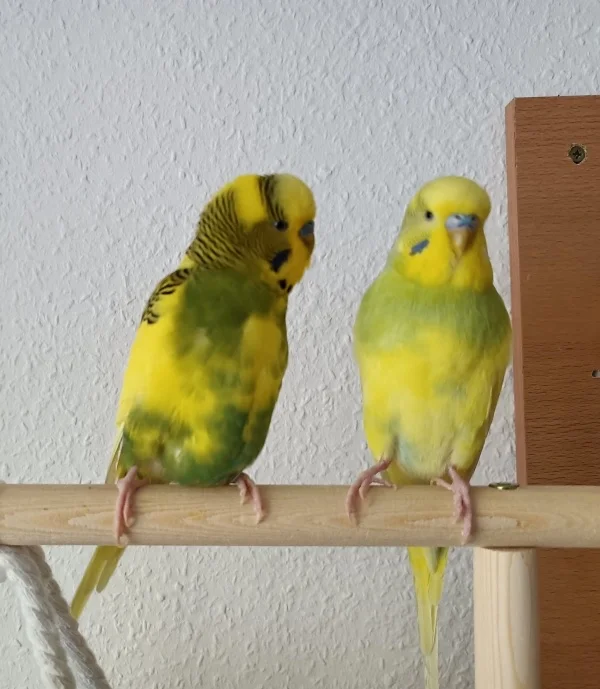 Wellensittich-Bild: Peppi und Hope auf ihren Lieblingsplatz.
