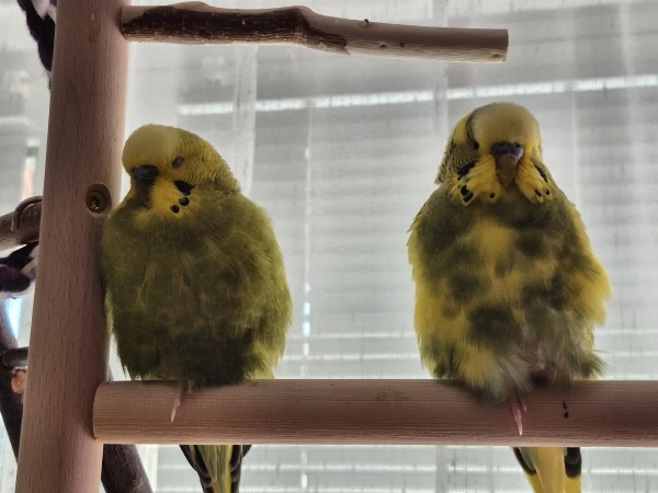 Wellensittich-Bild: Der Altersunterschied zwischen Homer und Peppi beträgt 7 Jahre... Aber eine gemeinsame Siesta geht immer. :)