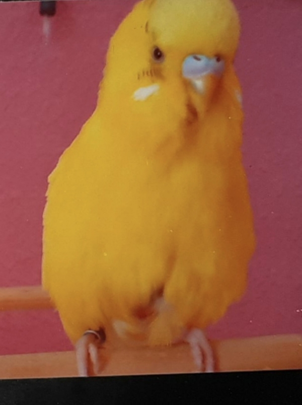 Peppigelb