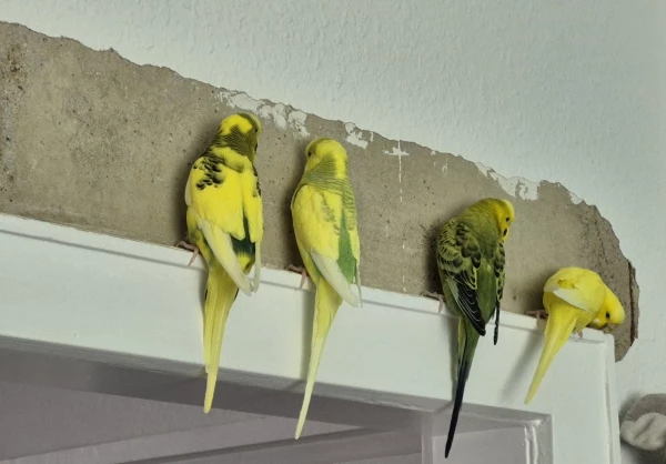 Wellensittich-Bild: Da wir auch Sonntags arbeiten, gibts heute wieder mehr Hirse!