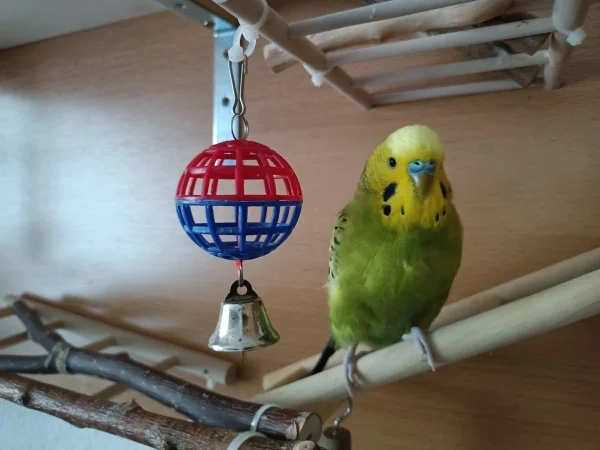 Wellensittich-Bild: Homer und seine Spielzeuge! Eins von vielen..