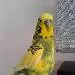 Peppi