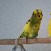 Peppi und Chloe