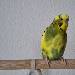 Peppi 