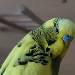 Peppi im Portrait 